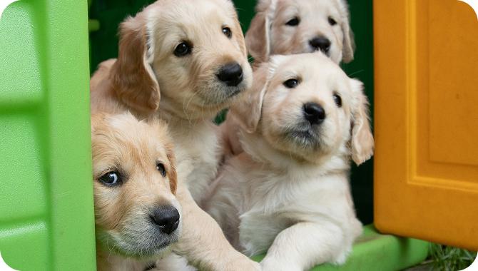 Four cute puppies with sad and desperate expressions